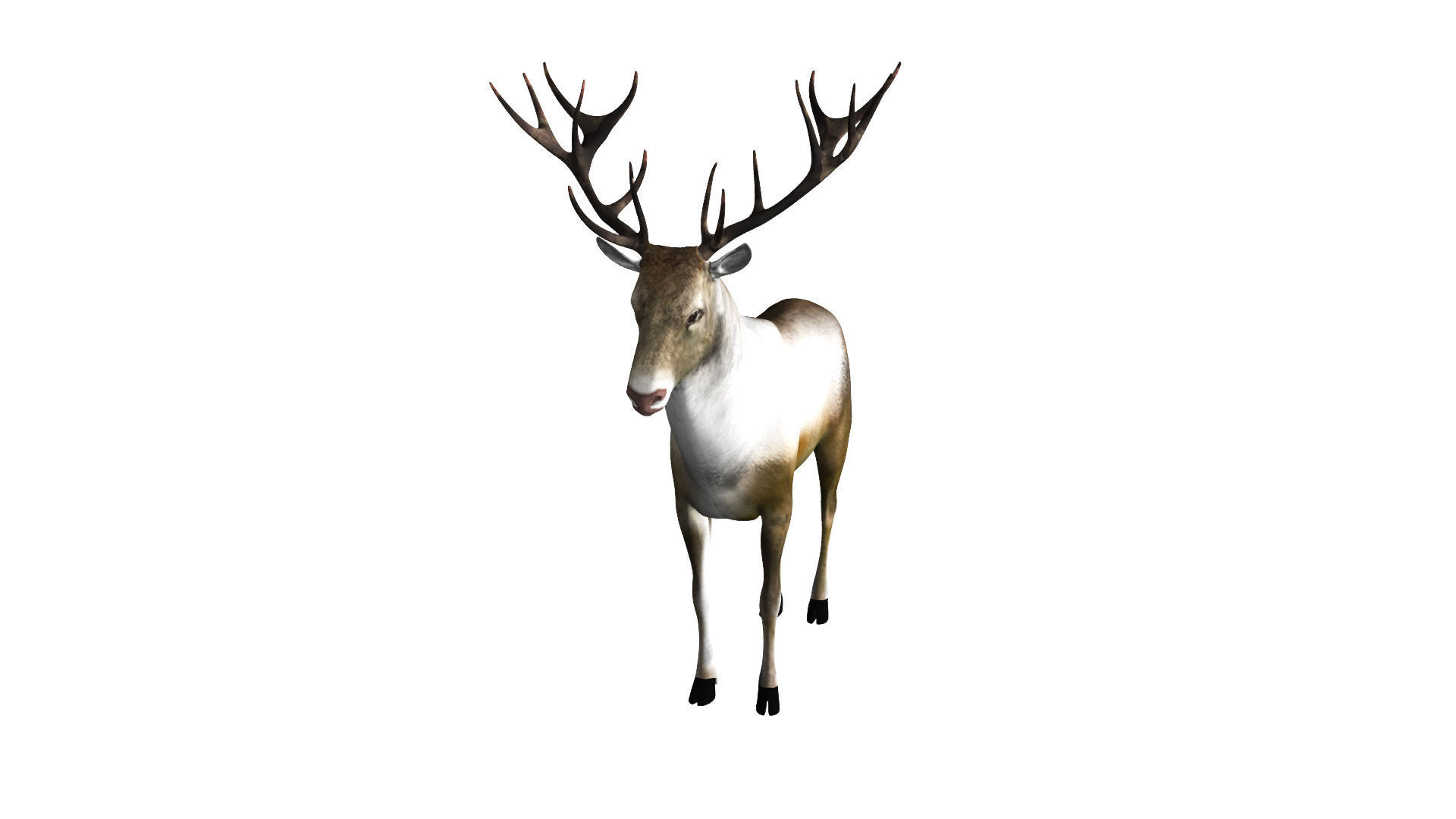 Reindeer RIgged and Animated 3D model_2