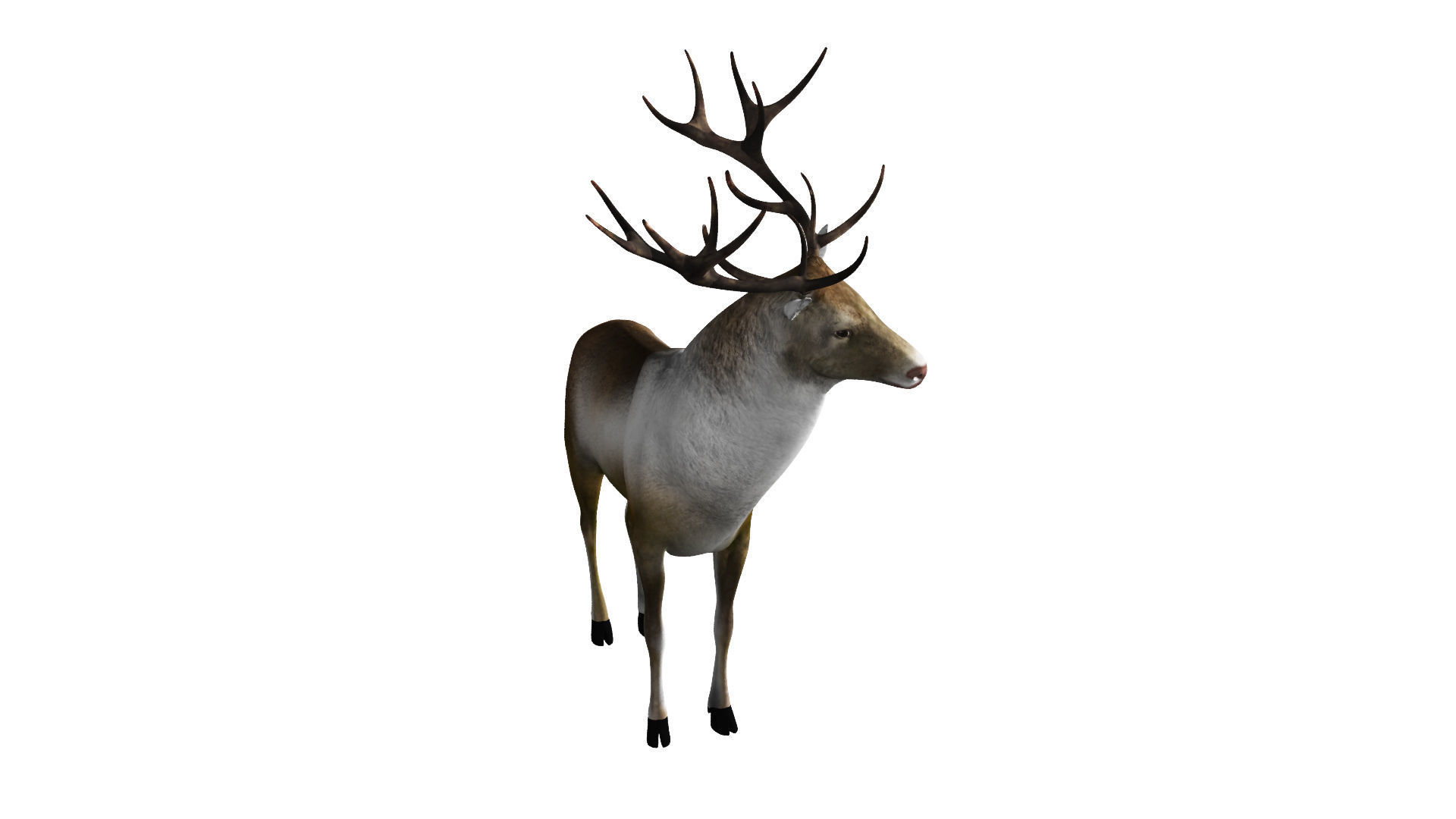 Reindeer RIgged and Animated 3D model_9