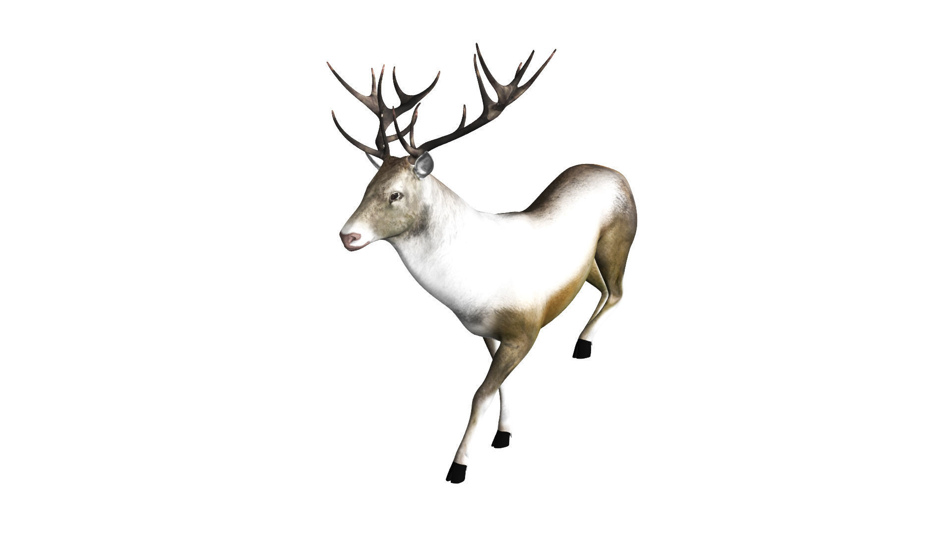 Reindeer RIgged and Animated 3D model_7