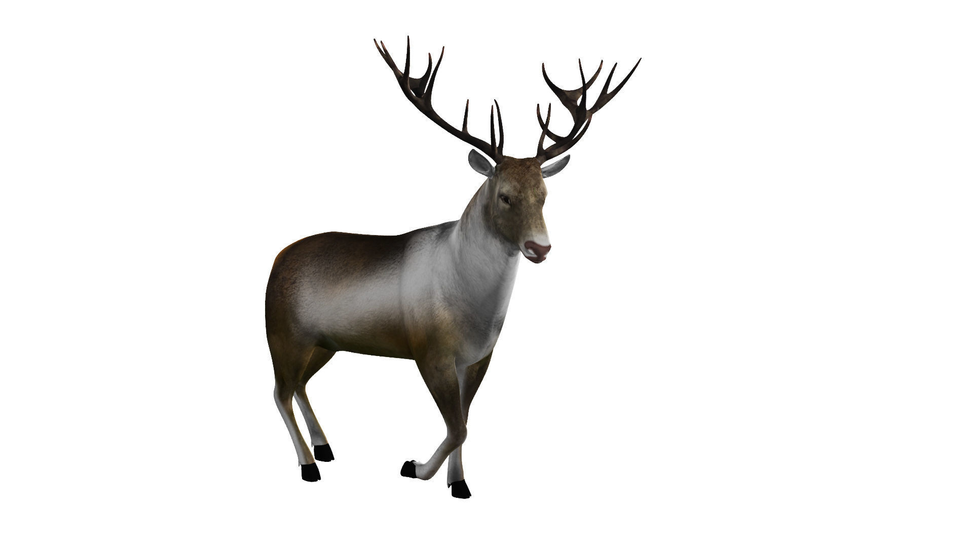 Reindeer RIgged and Animated 3D model_5