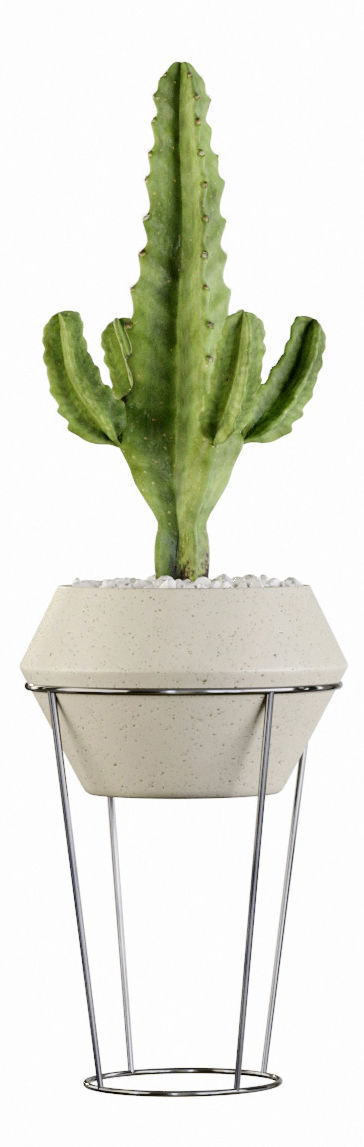 Plants collection 03 Cactus set 3D model_4