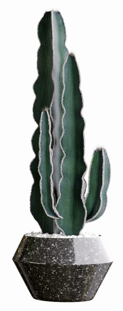 Plants collection 03 Cactus set 3D model_7