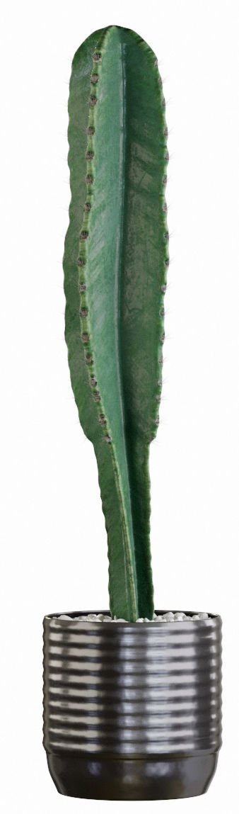 Plants collection 03 Cactus set 3D model_5