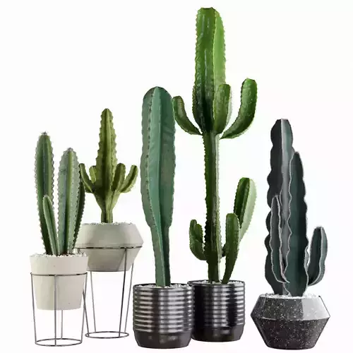Plants collection 03 Cactus set 3D model