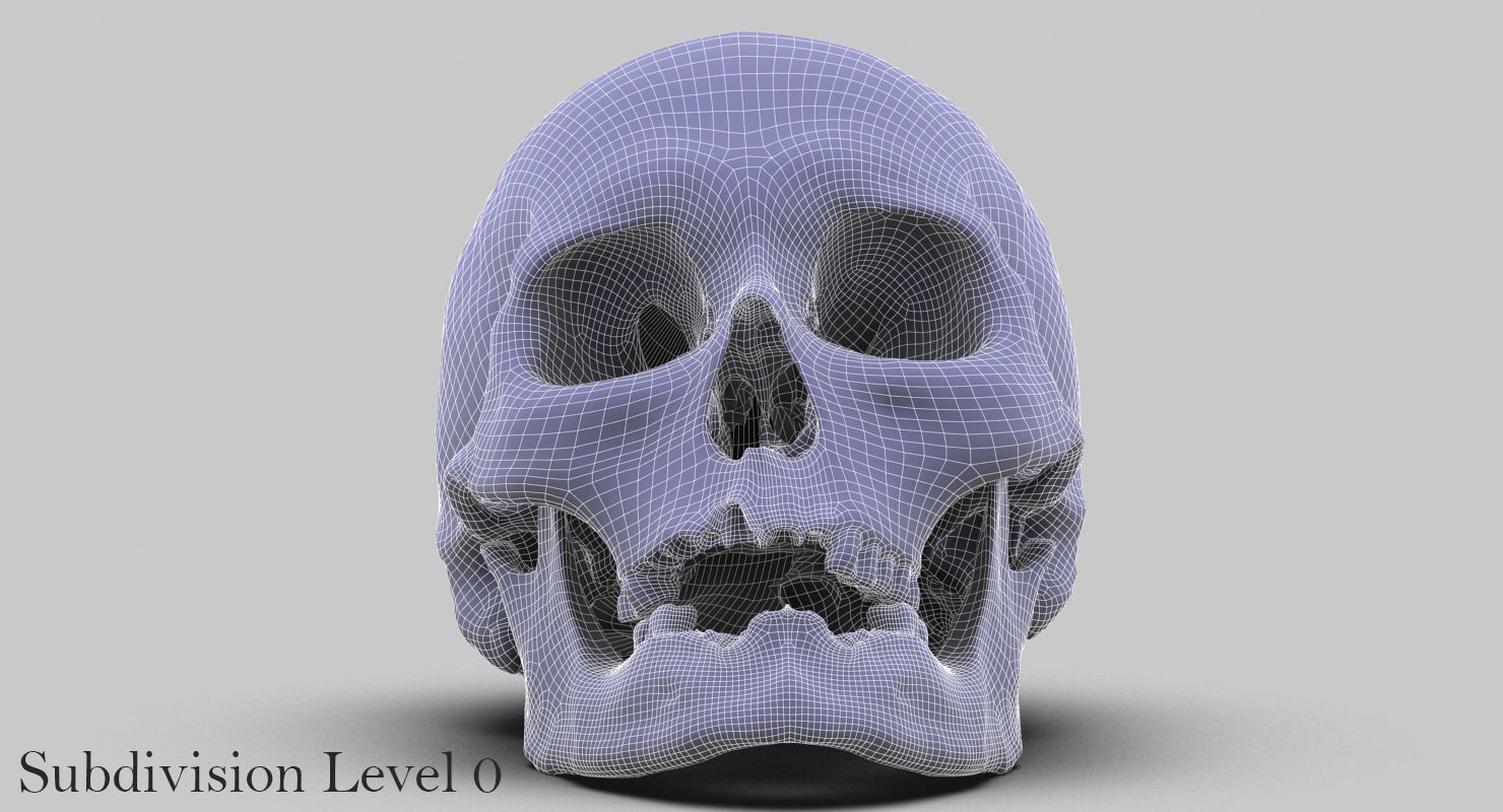 3D Real Human Skull 3D Scan  3D model_15