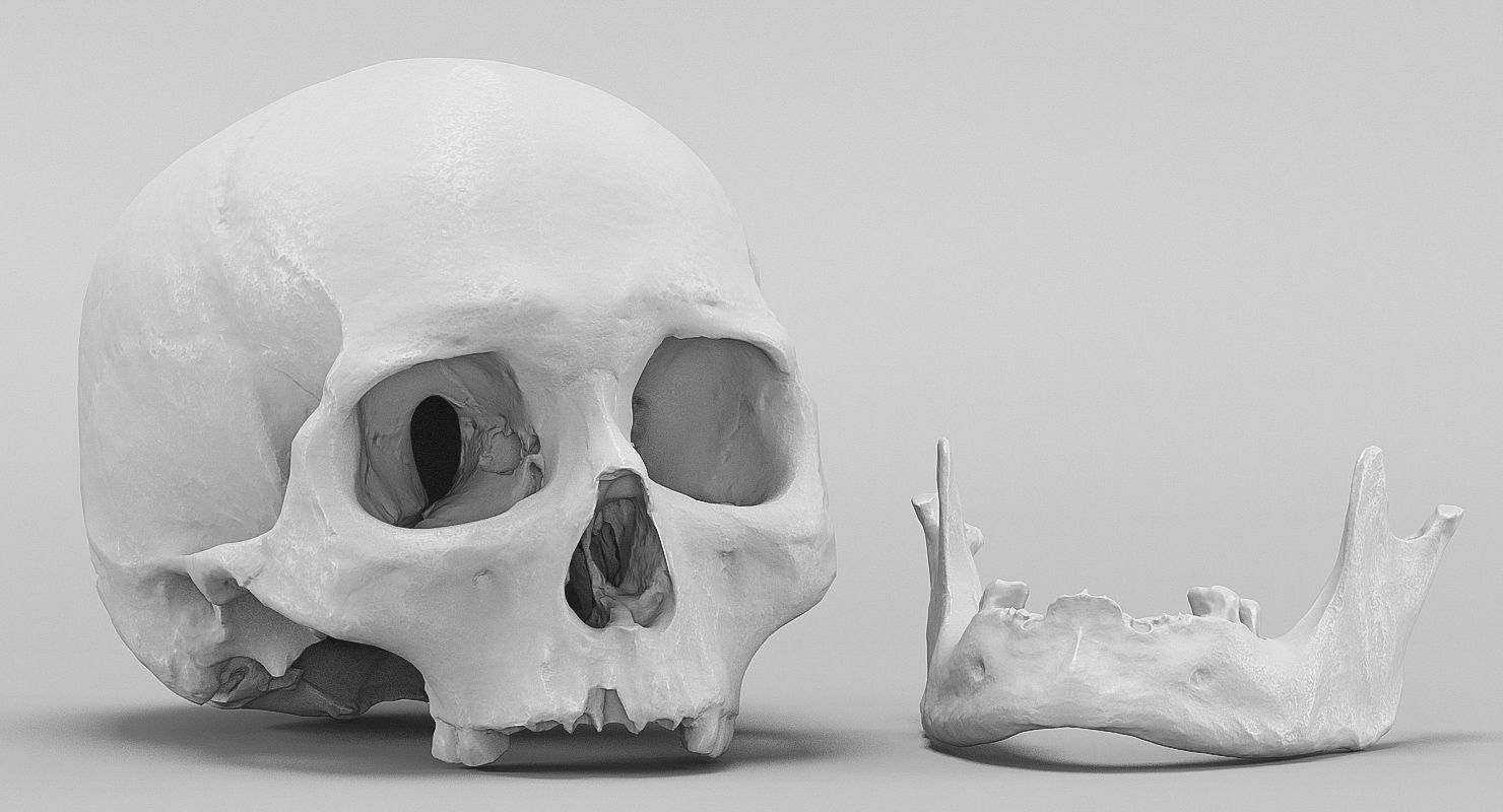 3D Real Human Skull 3D Scan  3D model_2