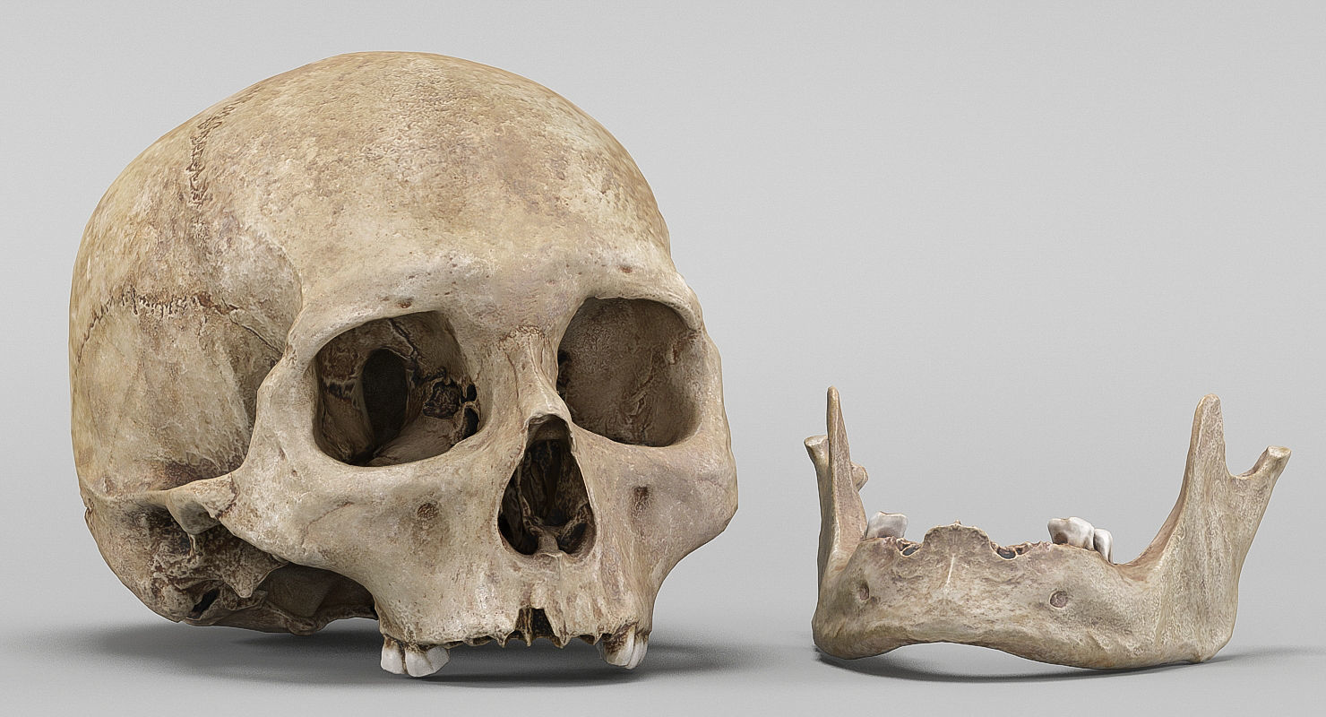 3D Real Human Skull 3D Scan  3D model_1