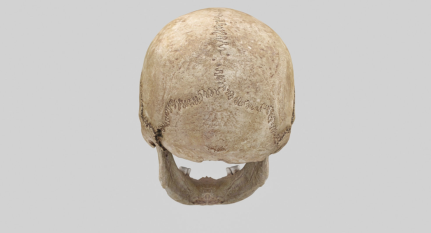3D Real Human Skull 3D Scan  3D model_9