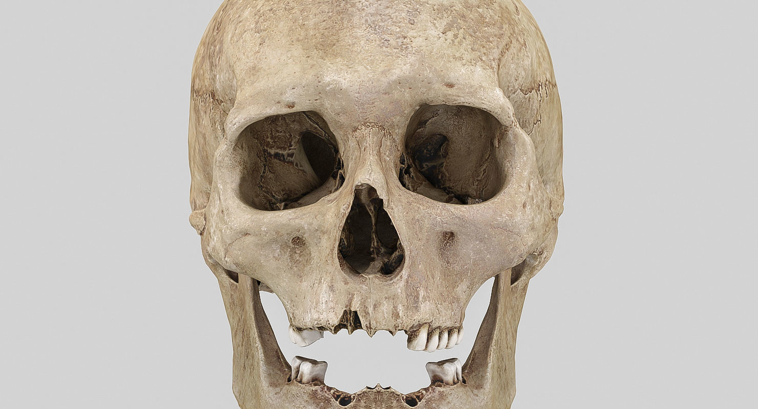 3D Real Human Skull 3D Scan  3D model_5