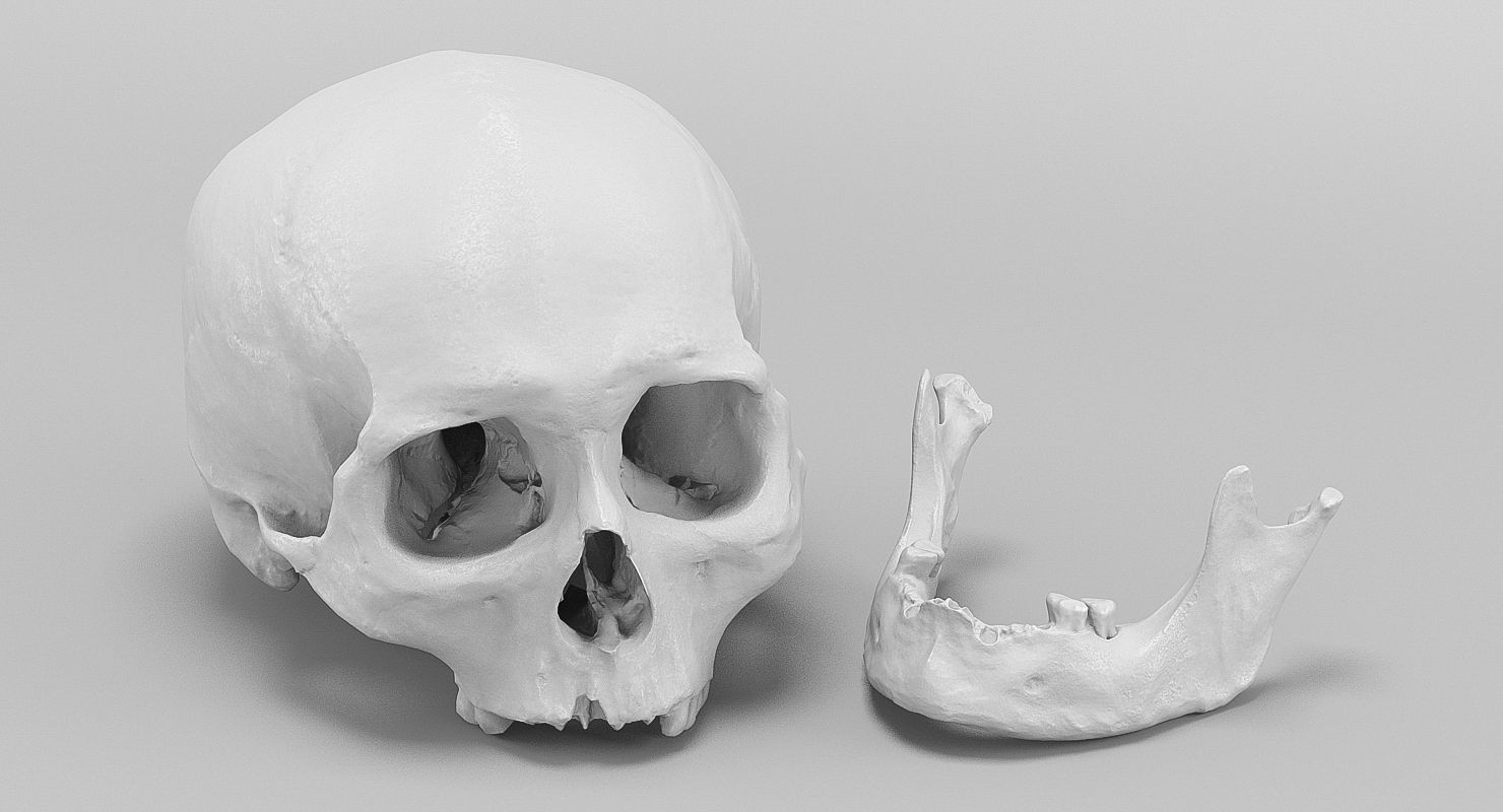 3D Real Human Skull 3D Scan  3D model_4