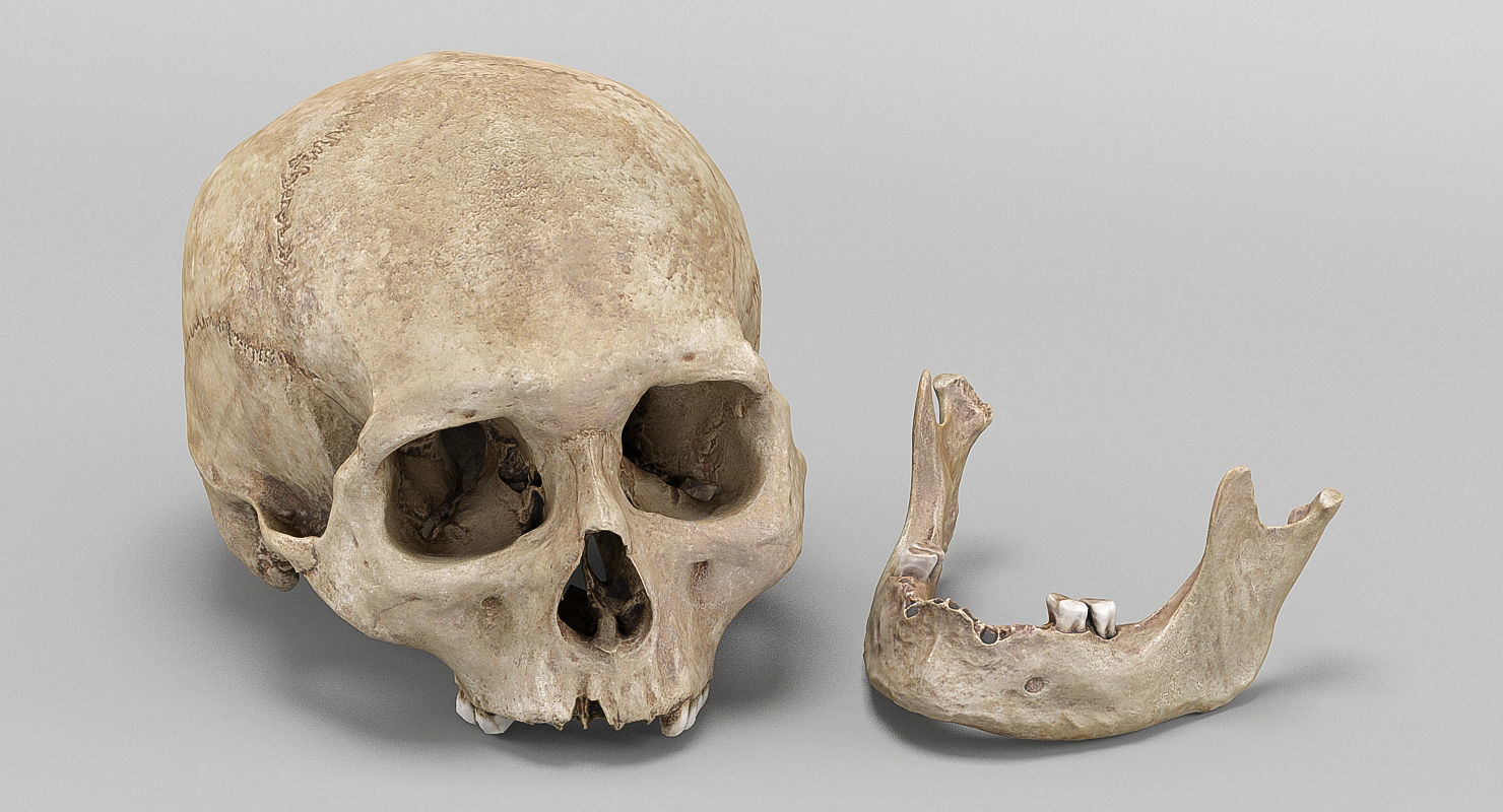 3D Real Human Skull 3D Scan  3D model_3