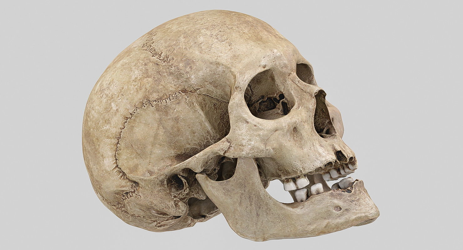 3D Real Human Skull 3D Scan  3D model_12