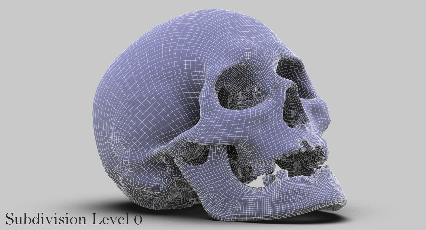 3D Real Human Skull 3D Scan  3D model_13
