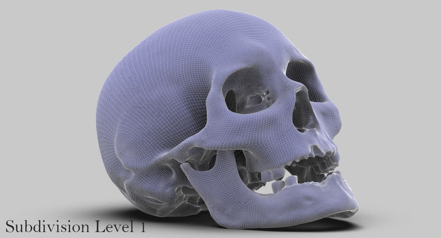 3D Real Human Skull 3D Scan  3D model_14