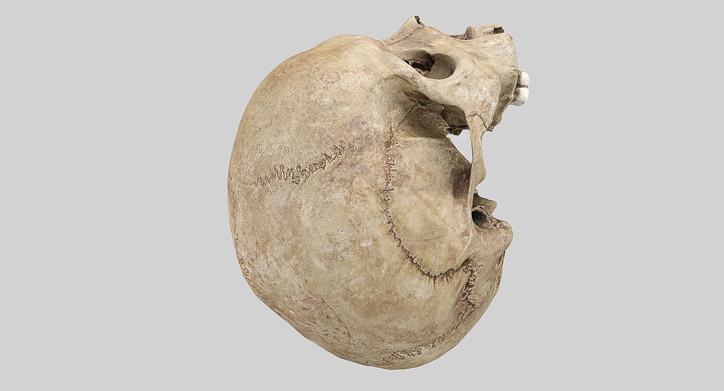 3D Real Human Skull 3D Scan  3D model_10