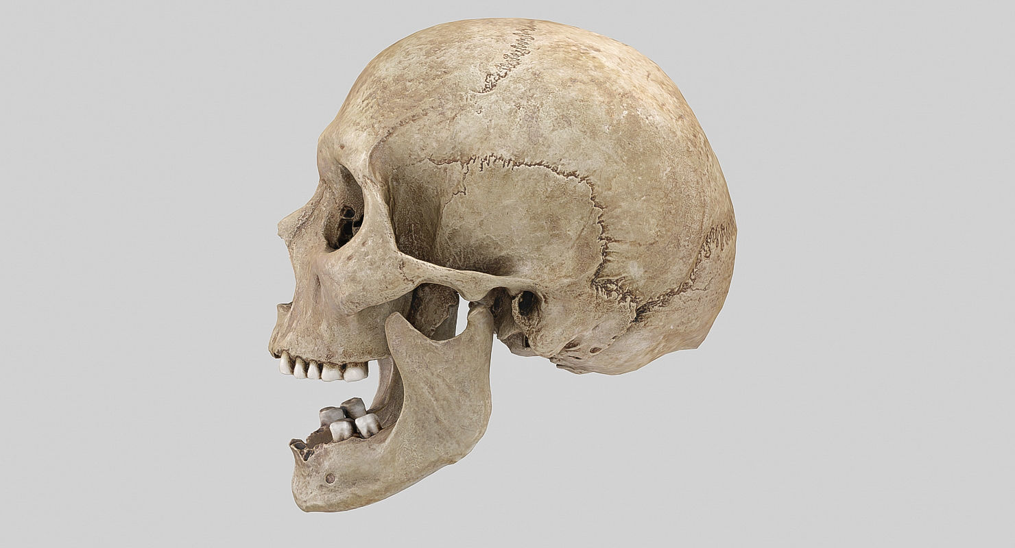 3D Real Human Skull 3D Scan  3D model_8