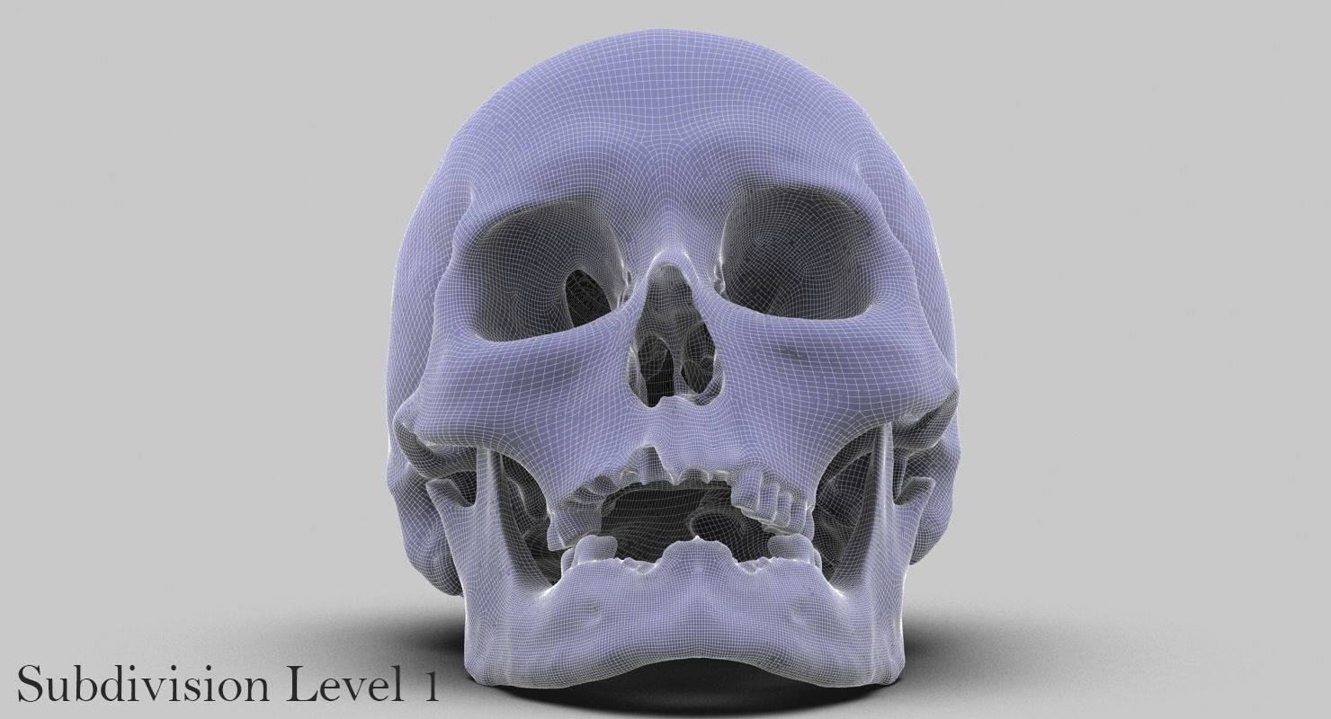 3D Real Human Skull 3D Scan  3D model_16