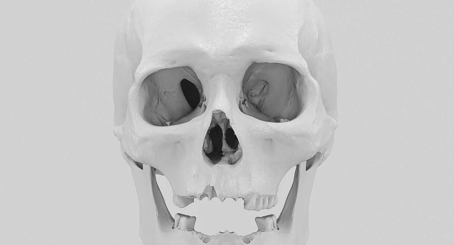 3D Real Human Skull 3D Scan  3D model_6