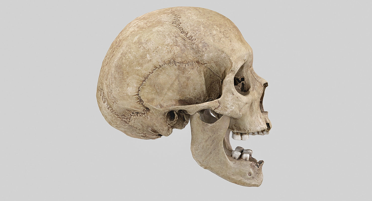 3D Real Human Skull 3D Scan  3D model_7