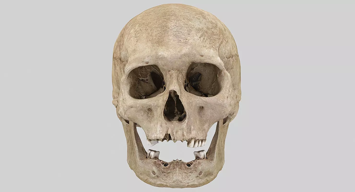 3D Real Human Skull 3D Scan  3D model_0