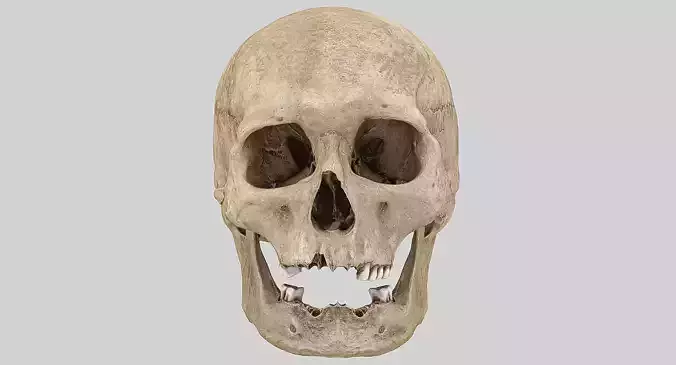 3D Real Human Skull 3D Scan  3D model
