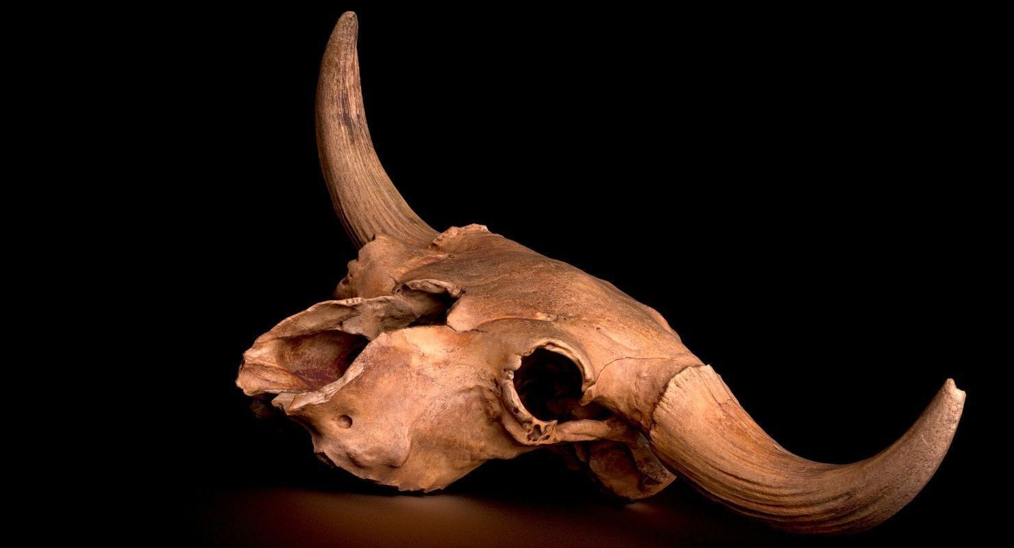 3D Real Bison Skull 3D Scan 3D model_1