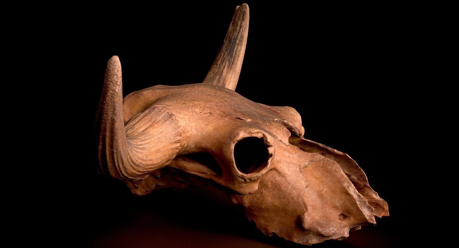 3D Real Bison Skull 3D Scan 3D model_3
