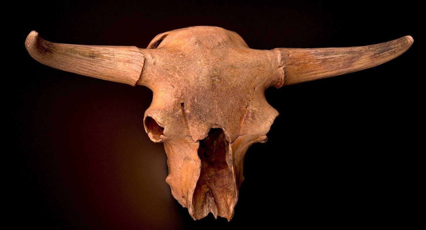 3D Real Bison Skull 3D Scan 3D model_7