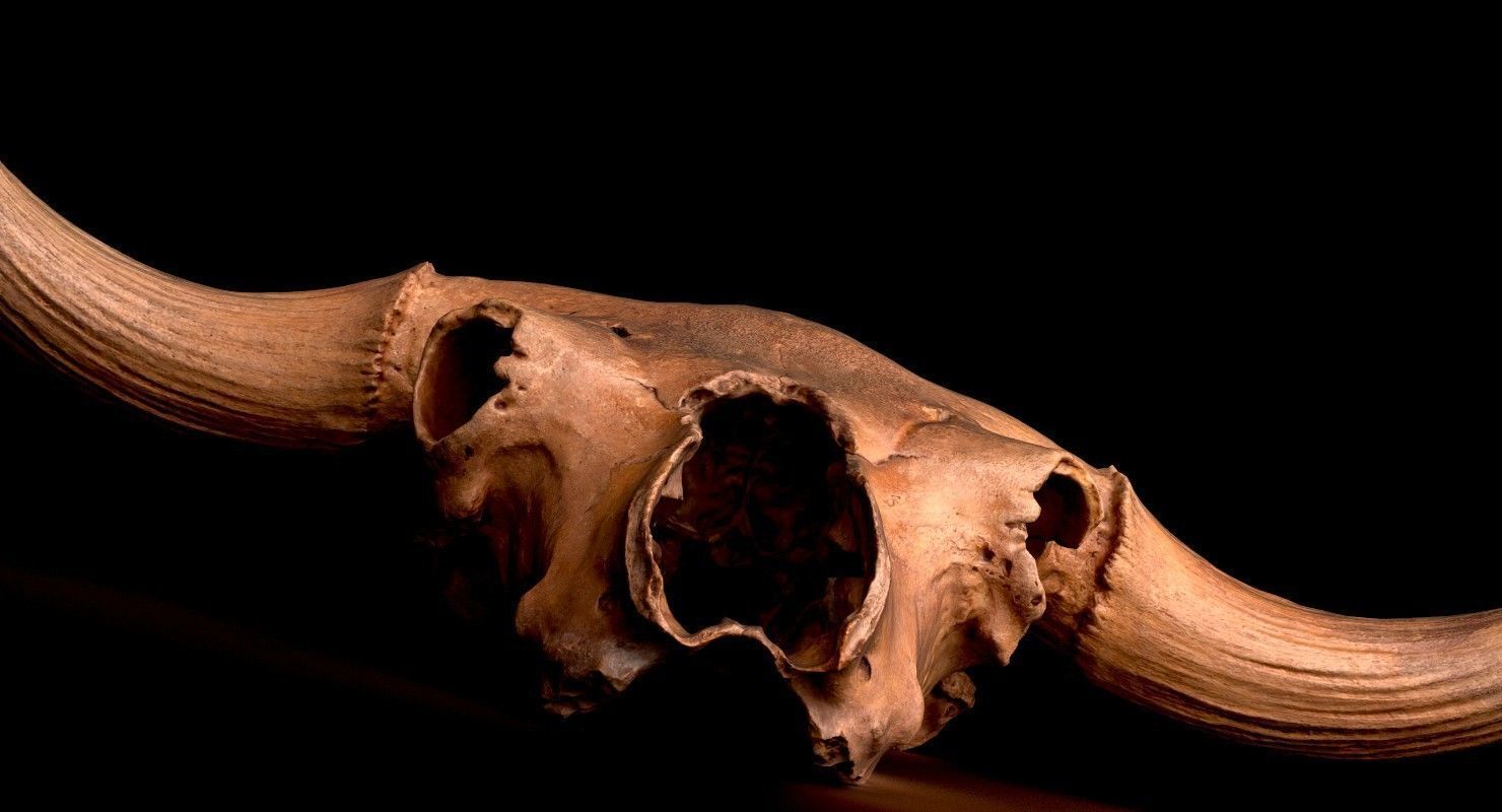 3D Real Bison Skull 3D Scan 3D model_5