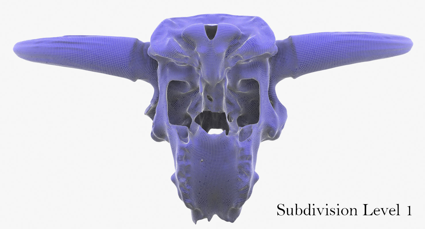 3D Real Bison Skull 3D Scan 3D model_11