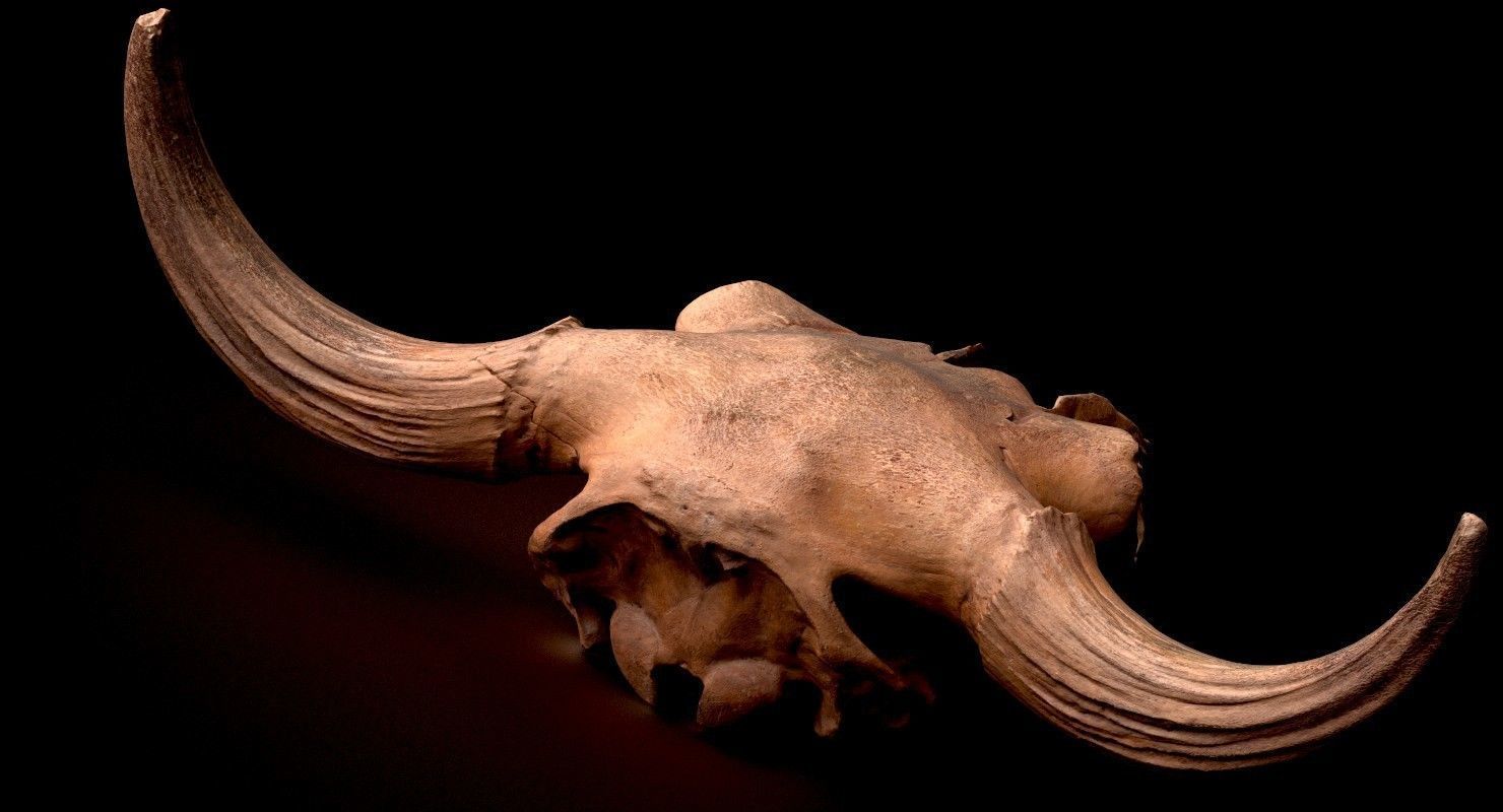 3D Real Bison Skull 3D Scan 3D model_2