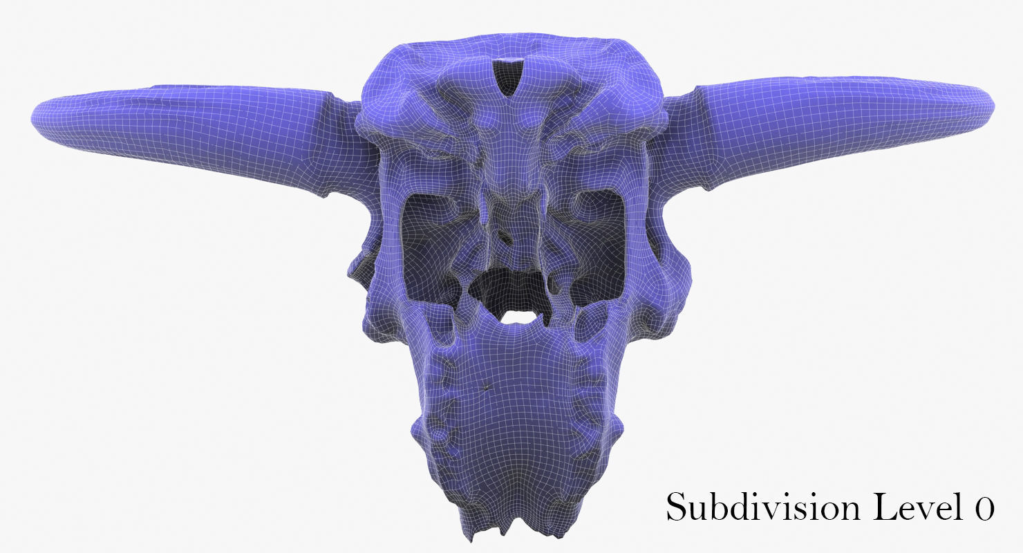 3D Real Bison Skull 3D Scan 3D model_10