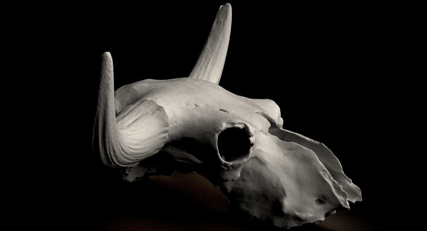 3D Real Bison Skull 3D Scan 3D model_4