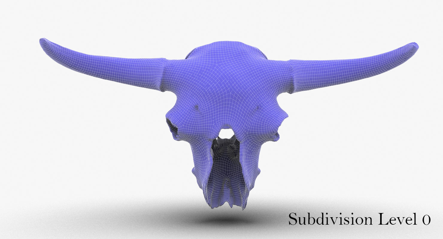 3D Real Bison Skull 3D Scan 3D model_8