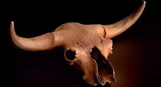 3D Real Bison Skull 3D Scan 3D model