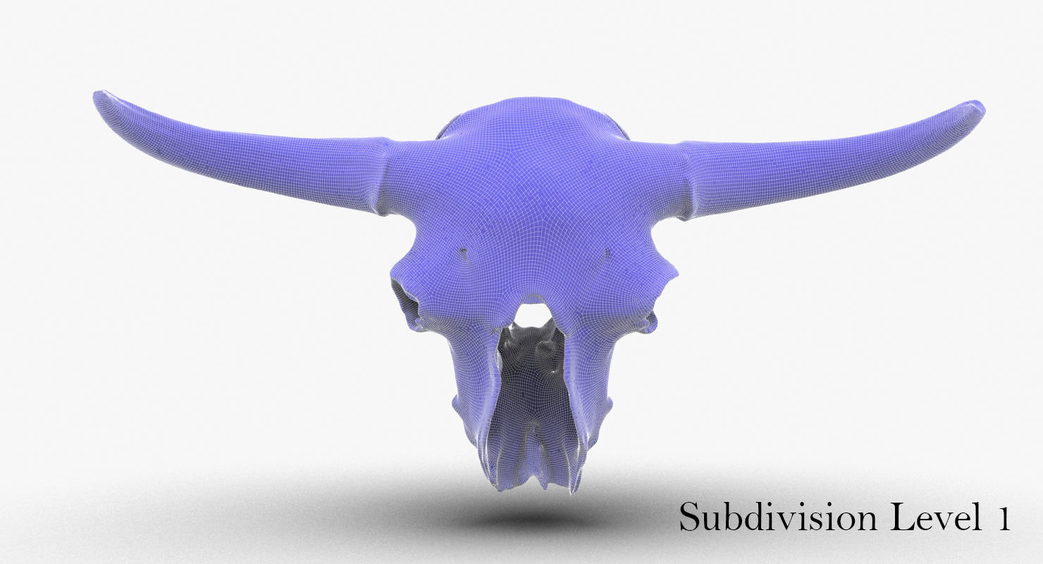 3D Real Bison Skull 3D Scan 3D model_9