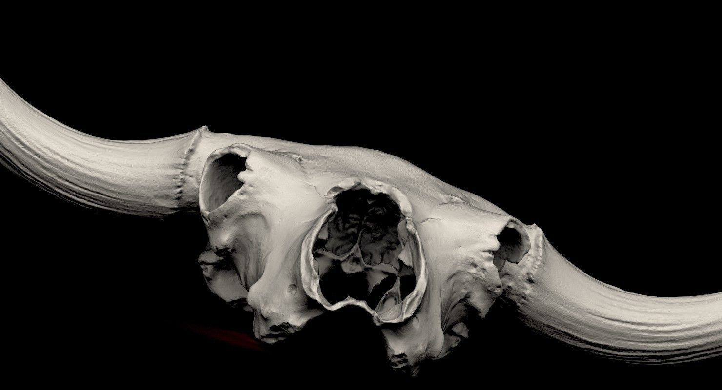 3D Real Bison Skull 3D Scan 3D model_6