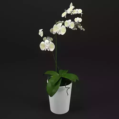 Orchid in pot 3D model