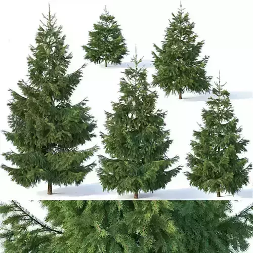 Spruce Nr1 - Six sizes H1-3m 3D model