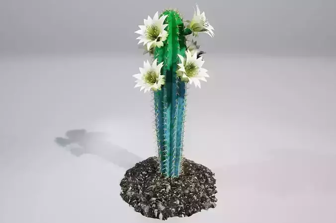 Cactus BF 3D model