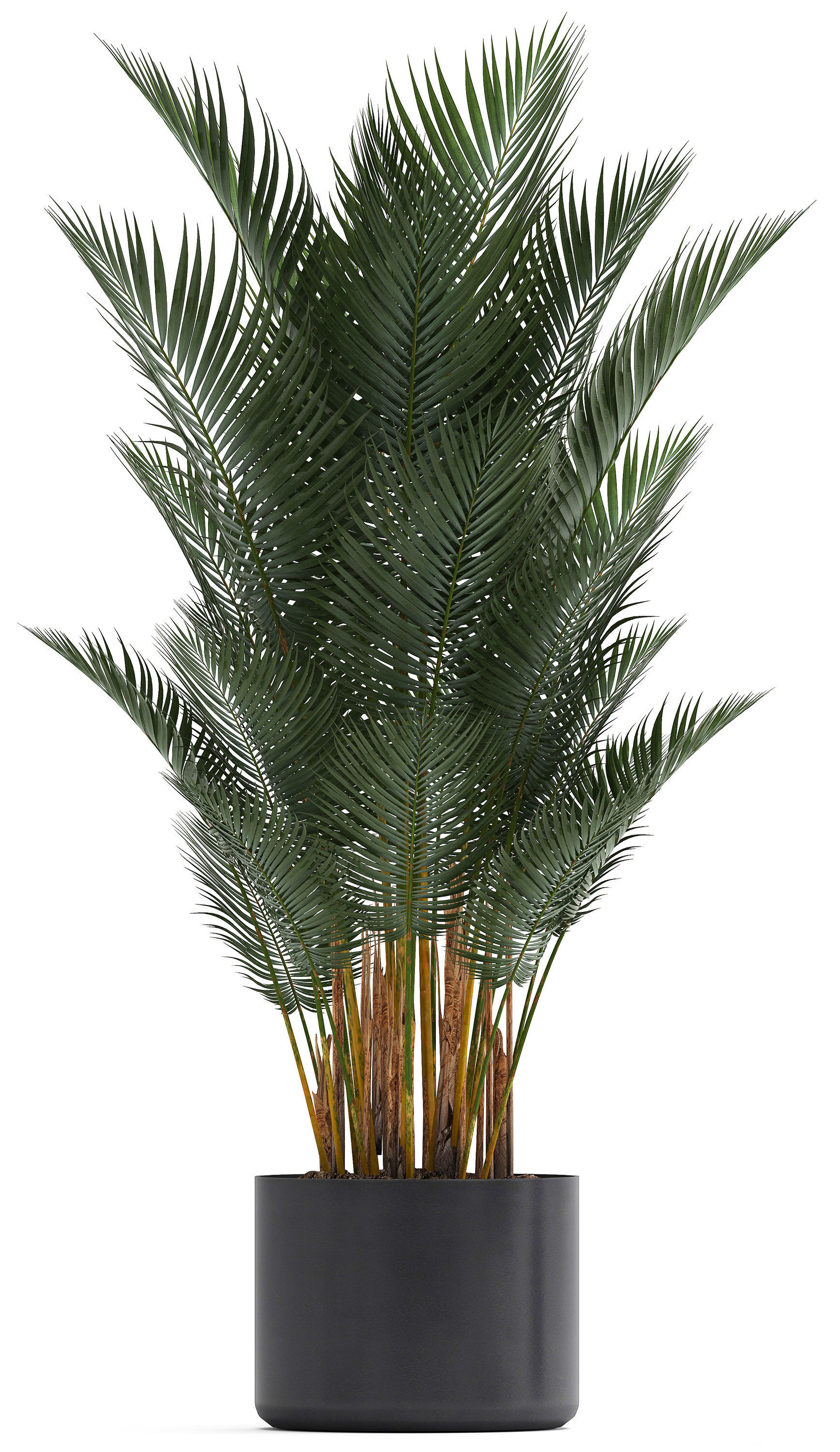 Collection of ornamental plants 3D model_5