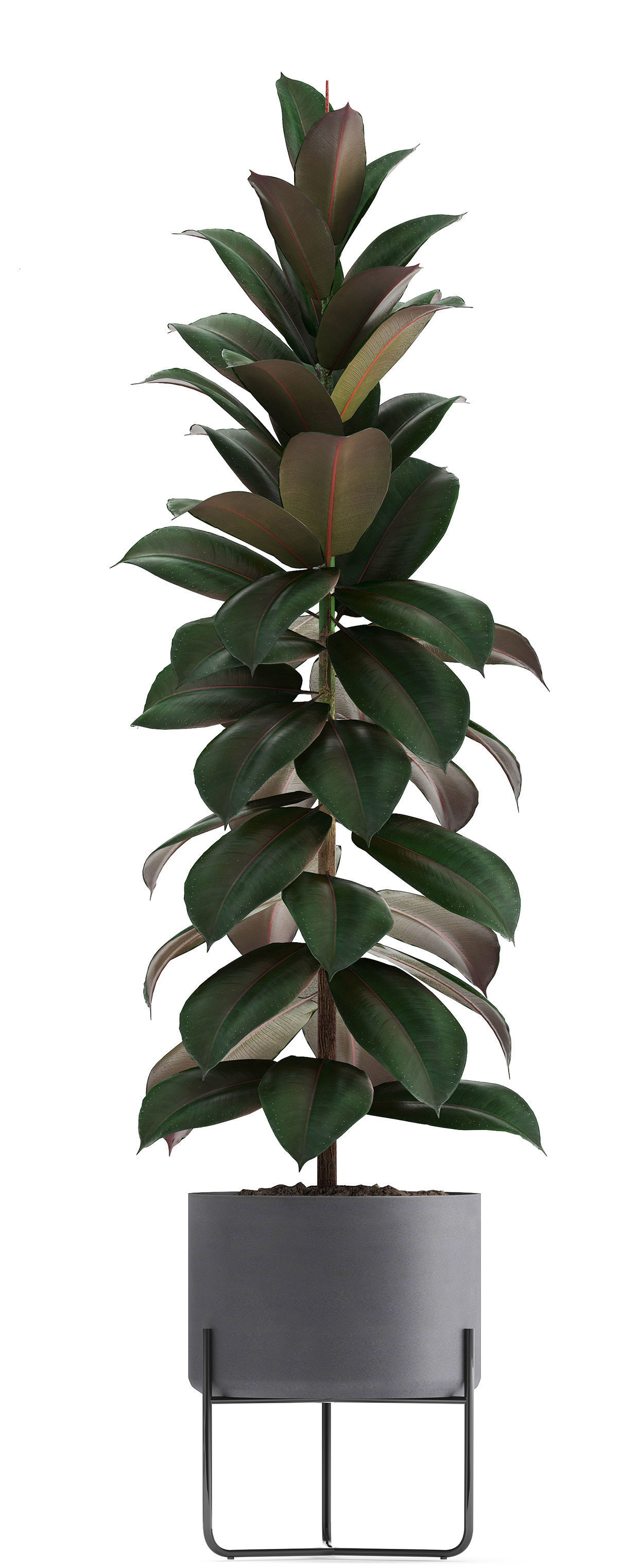 Collection of ornamental plants 3D model_8