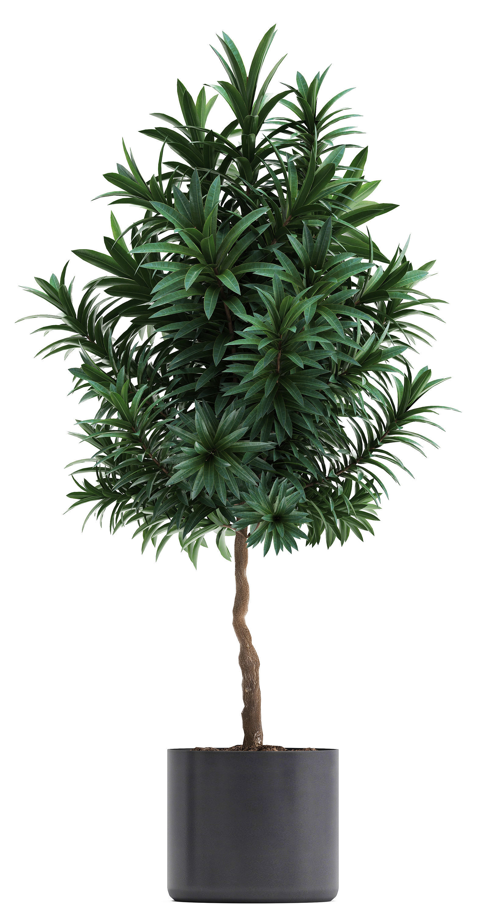 Collection of ornamental plants 3D model_7