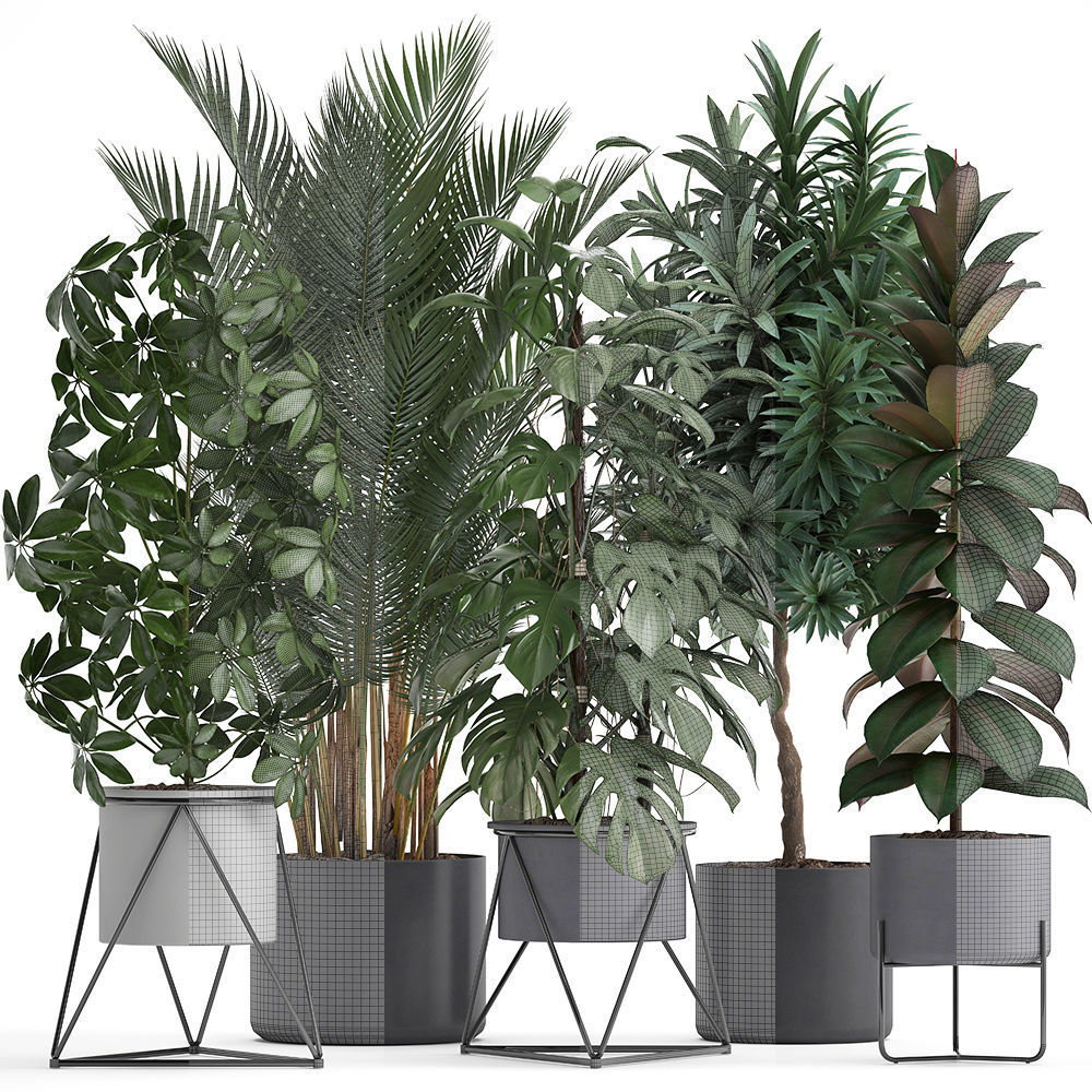 Collection of ornamental plants 3D model_11