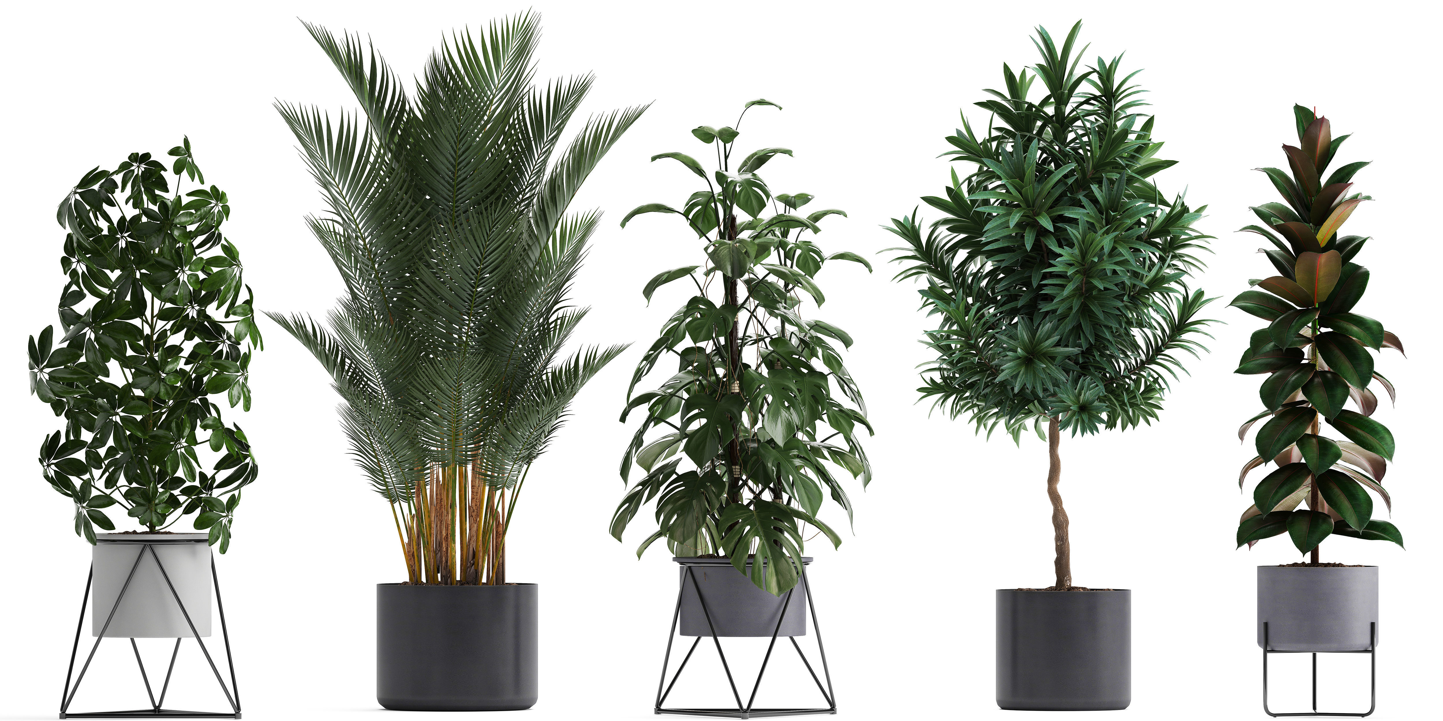 Collection of ornamental plants 3D model_3