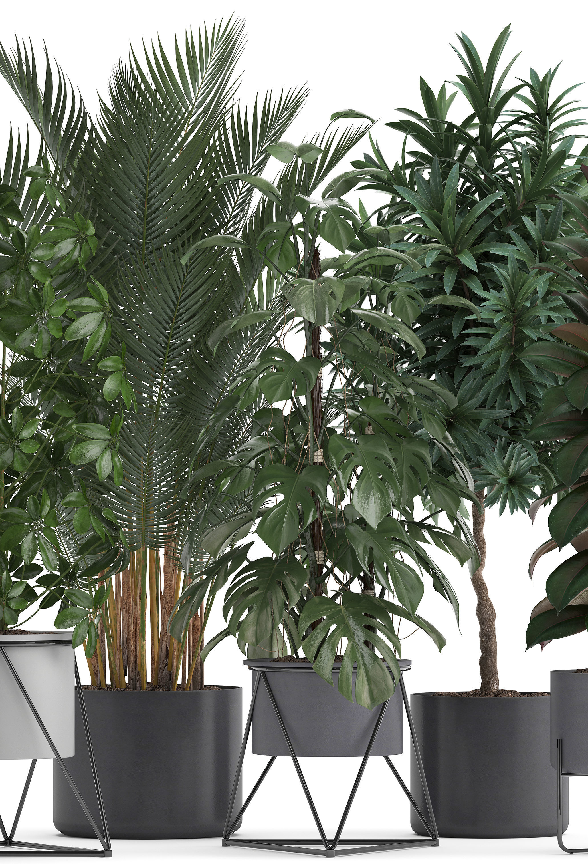 Collection of ornamental plants 3D model_1