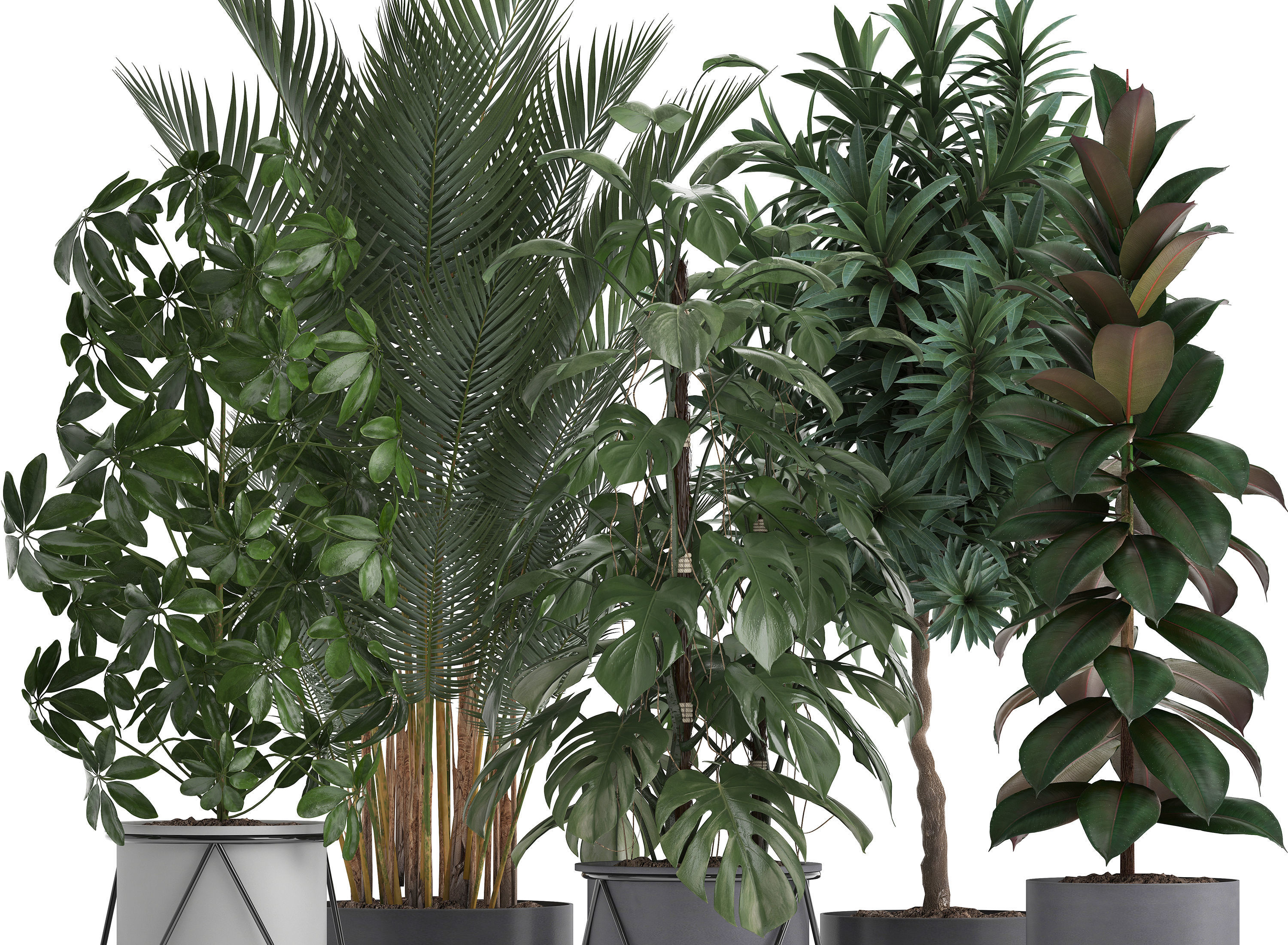 Collection of ornamental plants 3D model_2