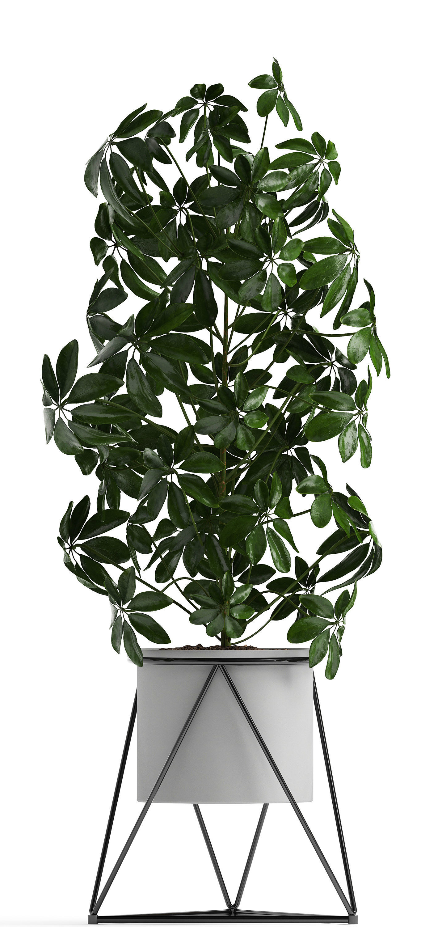 Collection of ornamental plants 3D model_4