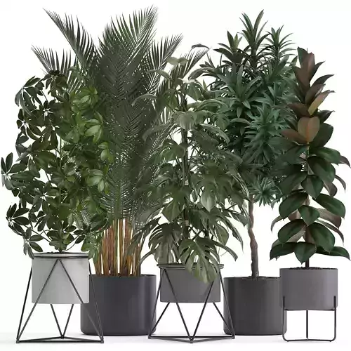 Collection of ornamental plants 3D model