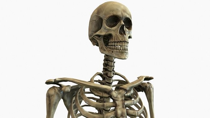 Anatomical Human Skeleton Low-poly 3D model